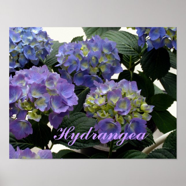 French Baby Blue Hydrangeas Poster (Vorne)