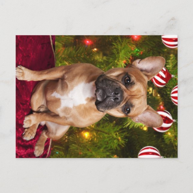 French Bulldog Christmas Postcard Feiertagspostkarte (Vorderseite)