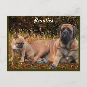 French Bulldog English Mastiff die Schönen Postkarte