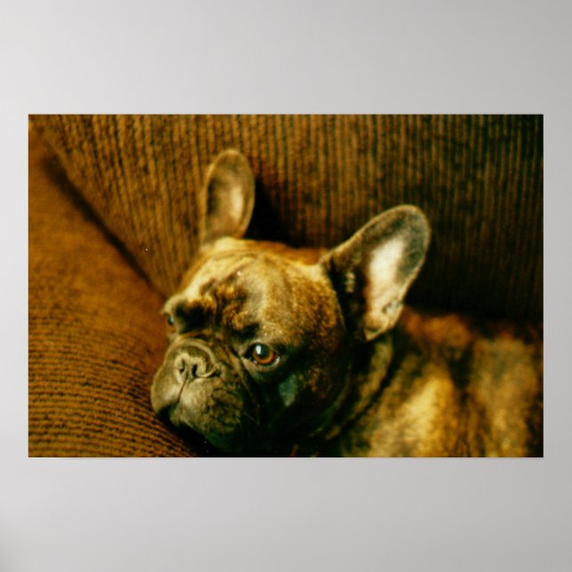 French Bulldog Foto Poster (Vorne)