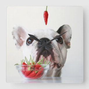 French Bulldog Looking At A Red Pepper Quadratische Wanduhr