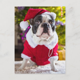 French Bulldog Ponders Weihnachten