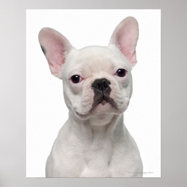 French Bulldog Puppy (5 Monate alt) Poster (Vorne)