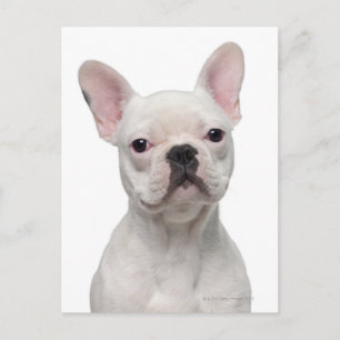 French Bulldog Puppy (5 Monate alt) Postkarte