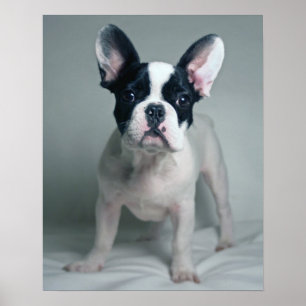 French Bulldog Puppy At Attention Poster