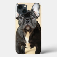 French Bulldog Puppy