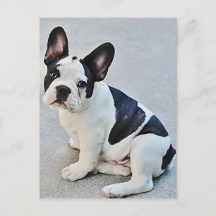 French Bulldog Puppy Dog Post Card Postkarte