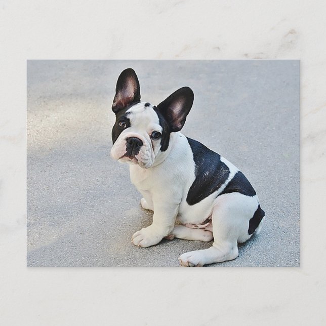 French Bulldog Puppy Dog Post Card Postkarte (Vorderseite)