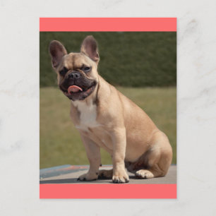 French Bulldog Puppy Dog Post Card Postkarte