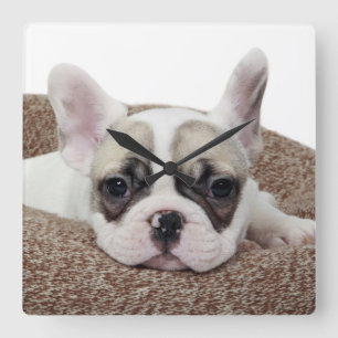 French Bulldog Puppy Lying In A Dog Bed Quadratische Wanduhr