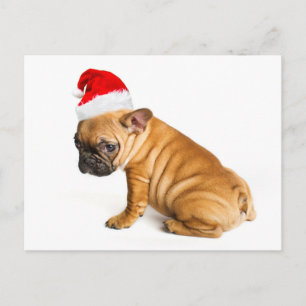 French bulldog puppy wearing a Santa Claus hat Feiertagspostkarte