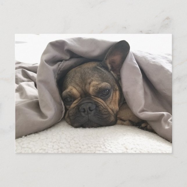 FRENCH BULLDOG RESTING RELAXING POSTCROSSING POSTKARTE (Vorderseite)