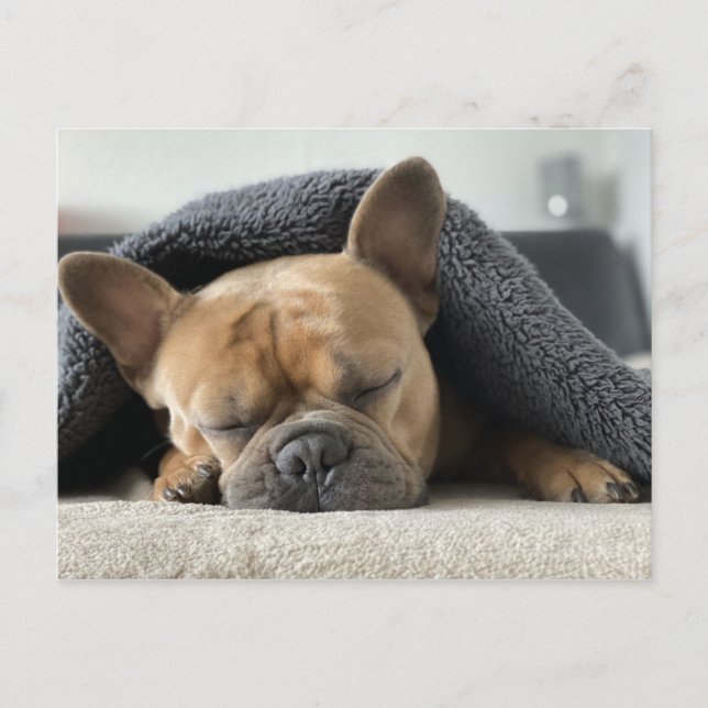 French Bulldog Sound Asleep Postkarte (Vorderseite)