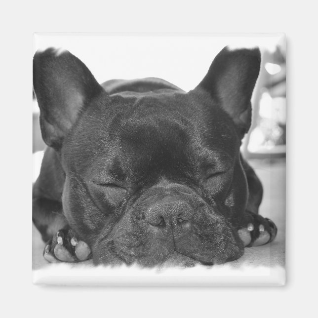 French Bulldog Square Magnet (Vorne)