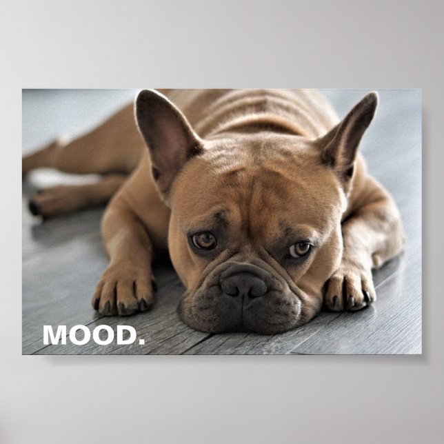 French Bulldog Stimmung Poster (Vorne)