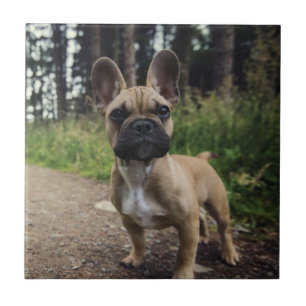 French Bulldog Throw Pillow Fliese