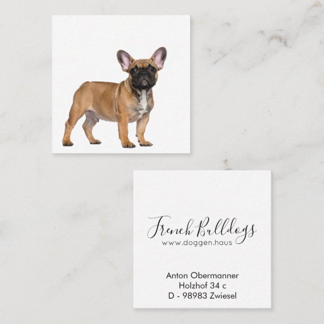 French Bulldogs  Square Business Card Quadratische Visitenkarte (Vorne/Hinten)