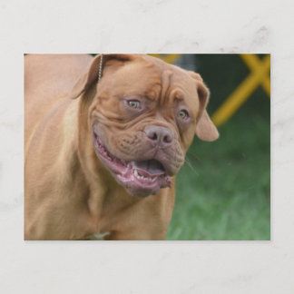 French Mastiff Dog Postkarte