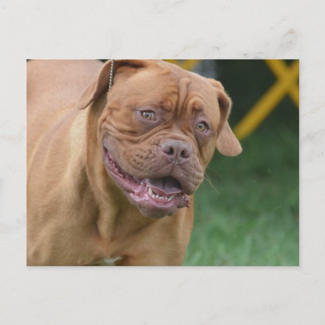 French Mastiff Dog Postkarte (Vorderseite)