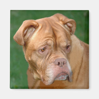 French Mastiff Magnet