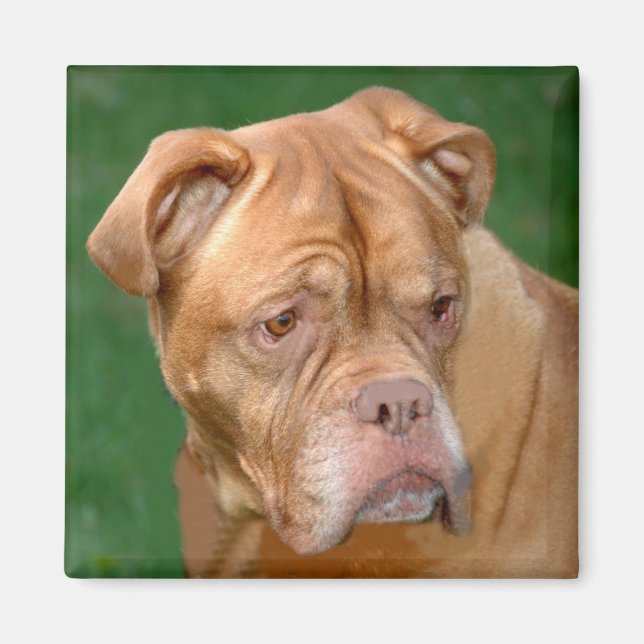 French Mastiff Magnet (Vorne)