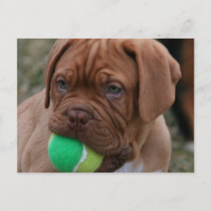 French Mastiff Puppy Postkarte