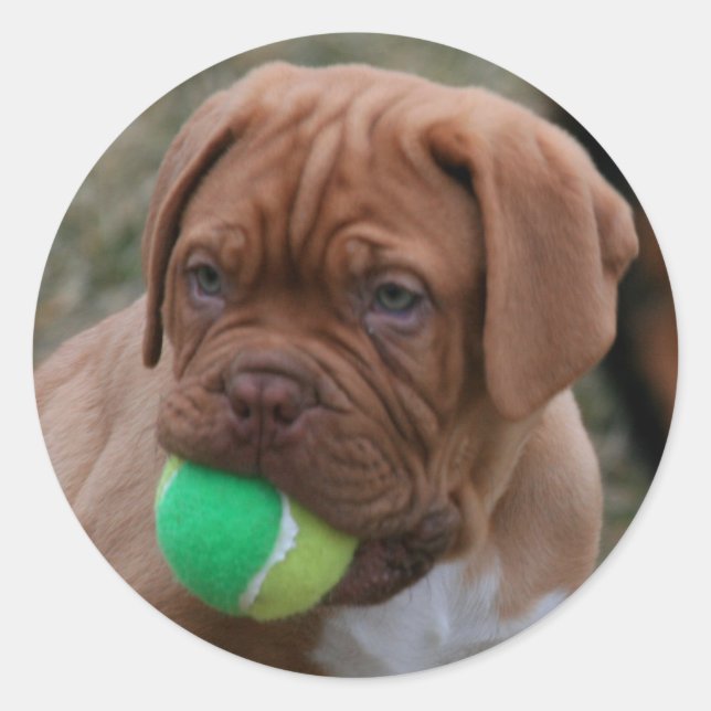 French Mastiff Puppy Runder Aufkleber (Vorderseite)
