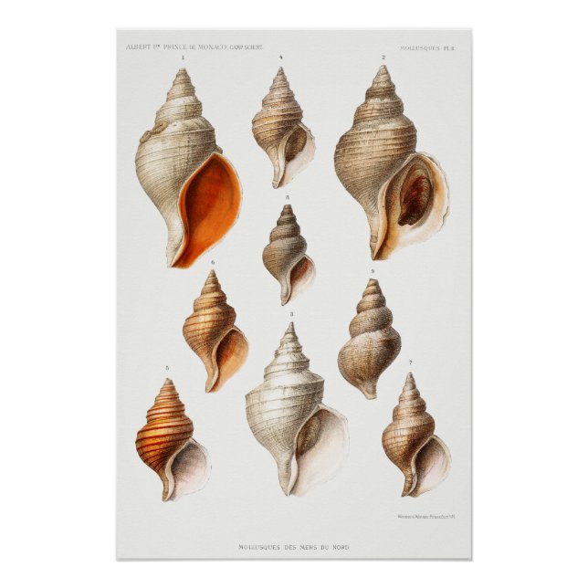French Seashell Vintag Beach Muschel Sand Ocean Poster (Vorderseite)