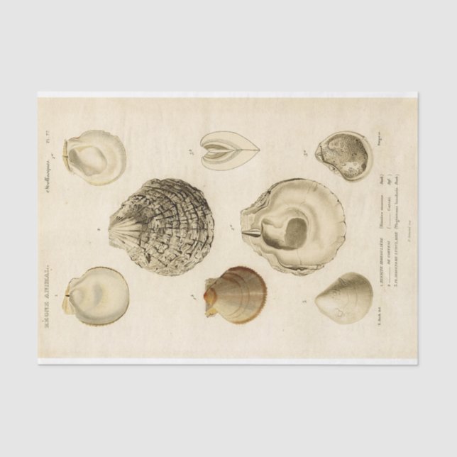 French Seashell Vintage Decoupage Muschel Beach Seidenpapier (Vorderseite)