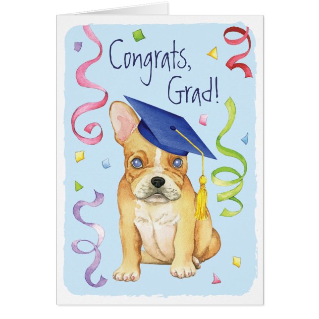 Frenchie Graduate (Vorne)