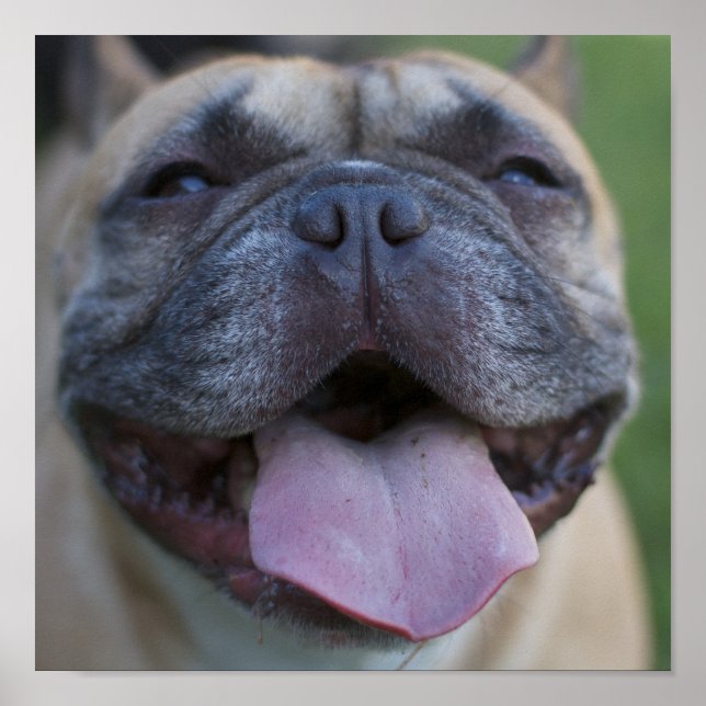 Frenchie Poster (Vorne)