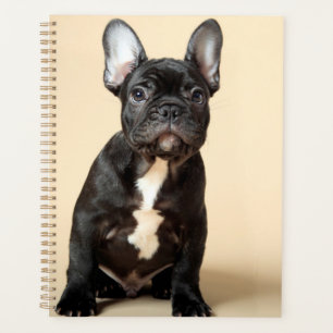 Frenchie Puppy Planer