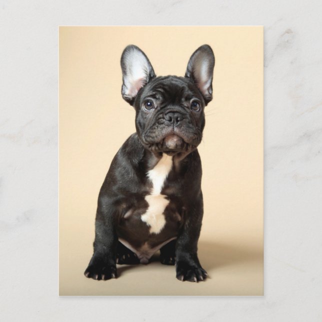 Frenchie Puppy Postkarte (Vorderseite)