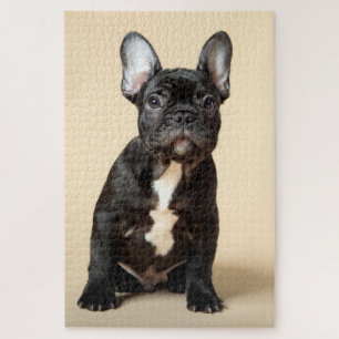 Frenchie Puppy Puzzle