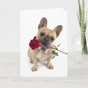 Frenchie Valentine – Große Liebe in kleinem Paket Karte