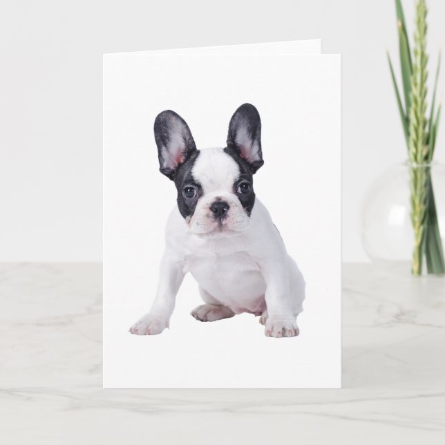 Frenchie - Welpe der französischen Bulldogge Karte (Vorderseite)