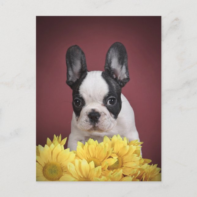 Frenchie - Welpe der französischen Bulldogge Postkarte (Vorderseite)