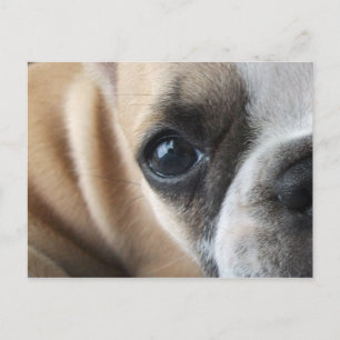 Frenchton Puppy Face Closeup Postkarte