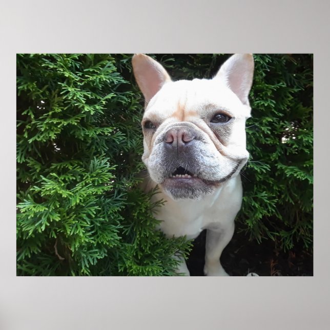 Frenchy auf Streife Poster (Vorne)