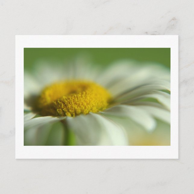 Fresh Daisy Postkarte (Vorderseite)
