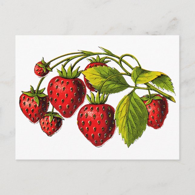 Fresh Erdbeeren Postkarte (Vorderseite)
