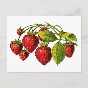 Fresh Erdbeeren Postkarte