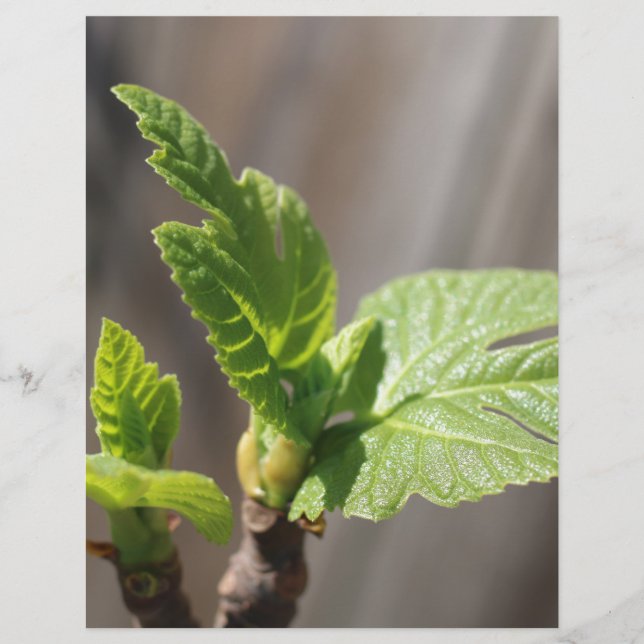 Fresh Fig Leaf (Vorderseite)