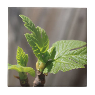 Fresh Fig Leaf Fliese