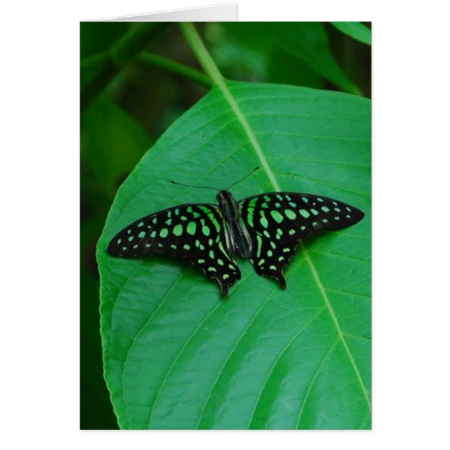 Fresh & Green (Vorne)