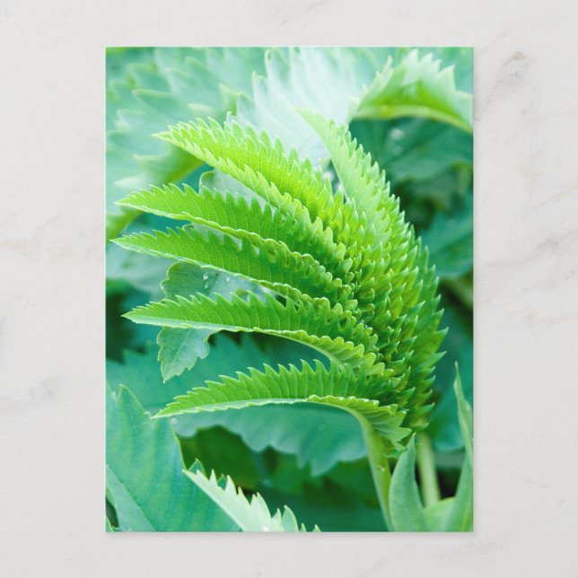 Fresh Green Blätter Postkarte (Vorderseite)