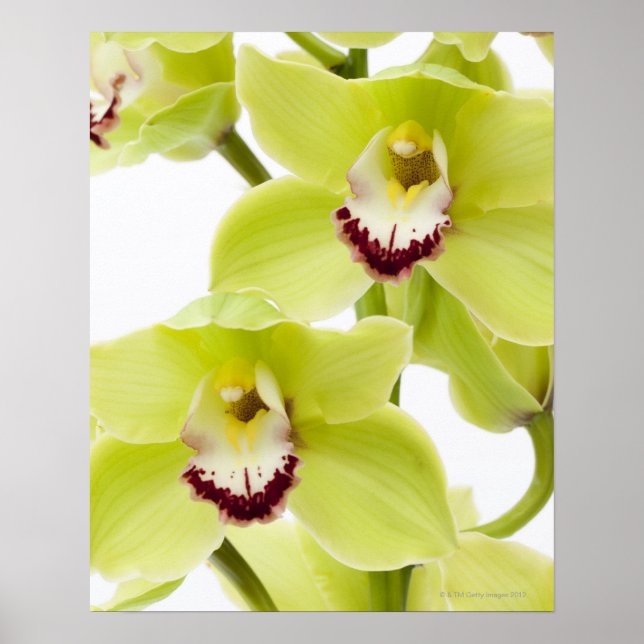 Fresh Green Orchid - Abgeschieden auf weiß Poster (Vorne)