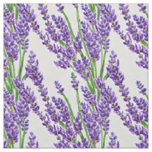 Fresh Lavender