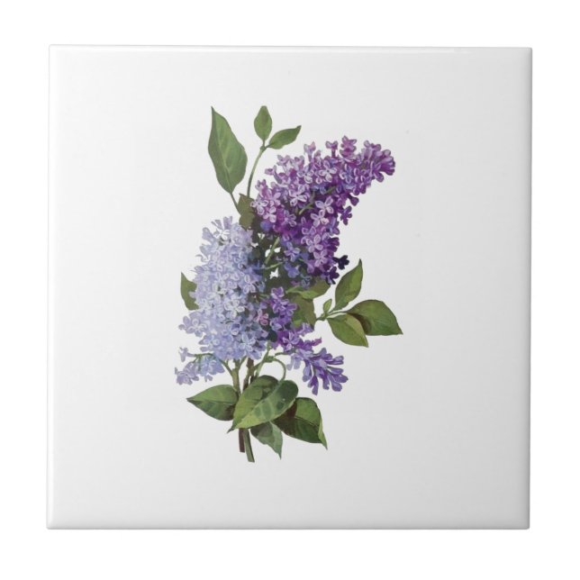 Fresh Lilacs - Französische Wohngestaltung Fliese (Vorderseite)