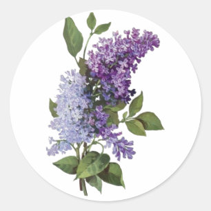 Fresh Lilacs Runder Aufkleber